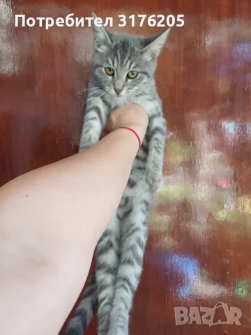 Женски котета търсят дом, снимка 7 - Други - 47355560