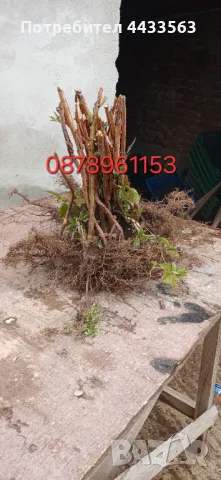 Разсад ягоди , снимка 12 - Разсади - 49982346