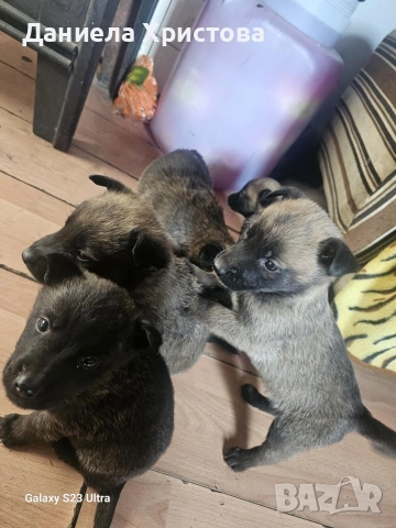 Бебета Белгийска овчарка , снимка 10 - Белгийска овчарка - 53119072