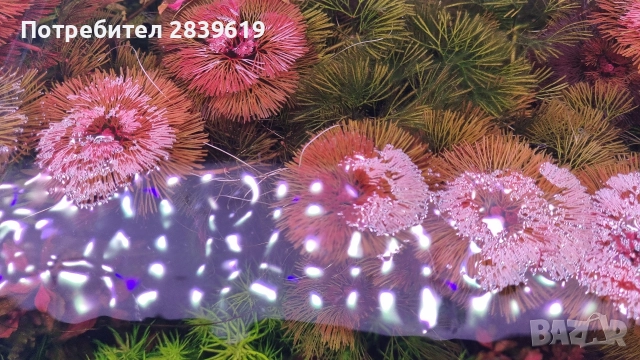 червени растения за аквариум 