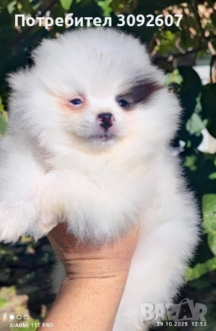 Померанче момче , снимка 7 - Померан - 52230751