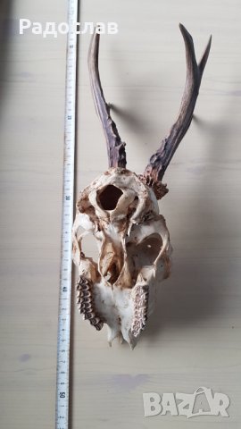 Продавам ловен трофей глава с рогата , снимка 6 - Екипировка - 27573164