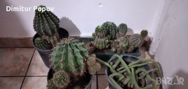 Кактуси  5лв., снимка 3 - Градински цветя и растения - 39720731