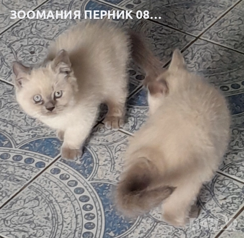 Котета Британска късокосместа , снимка 4 - Други - 51804431