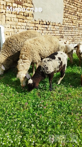 ЗАМЕНЯМ АГНЕ ЗА МЛЕЧНА КОЗА