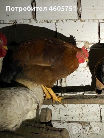 Млади ПЕТЛЕТА, снимка 3 - Кокошки и пуйки - 52741135