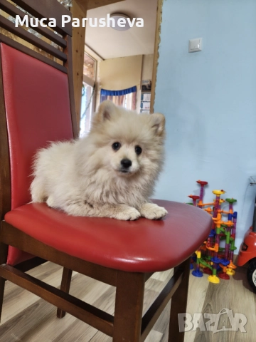 Продават се 1 мъжко 1 женско, снимка 3 - Померан - 52548062