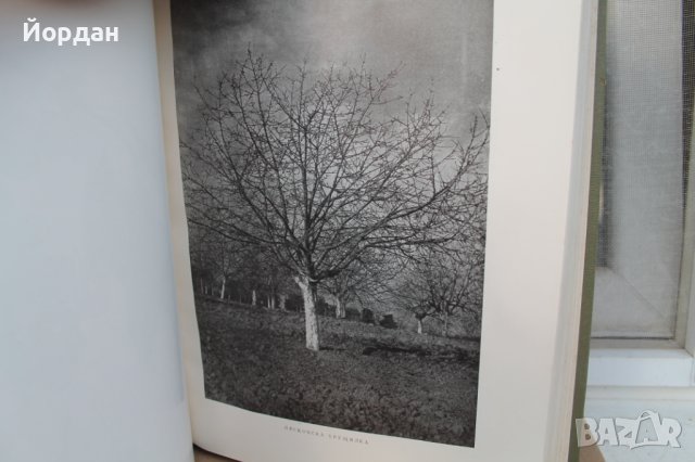 II том ''Българска помология'' 470 страници, снимка 4 - Колекции - 42756014