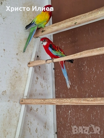 Двойка розели 