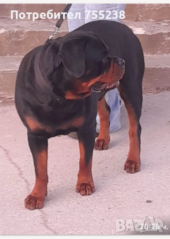 Ротвайлер разплод , снимка 9 - Ротвайлер - 54295206