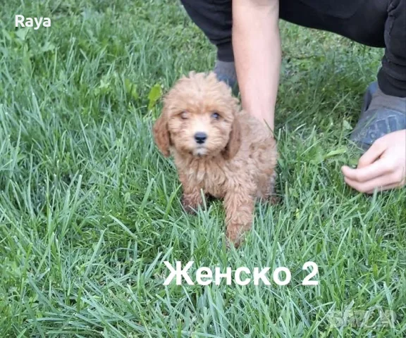 Той пудел момичета и момчета, снимка 5 - Пудели - 56337752