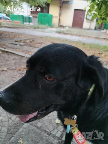 Разхождане на кучета