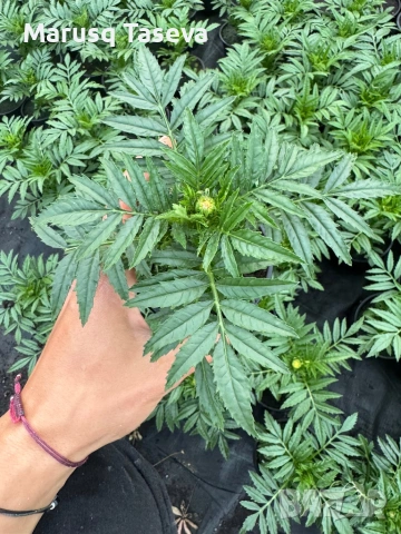 Тагетис , снимка 4 - Други стоки за дома - 54329501