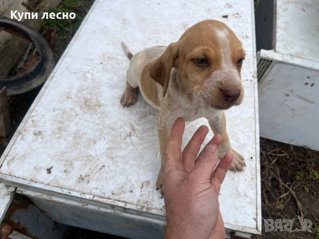 Кученца за трюфели , снимка 6 - Други - 51565937