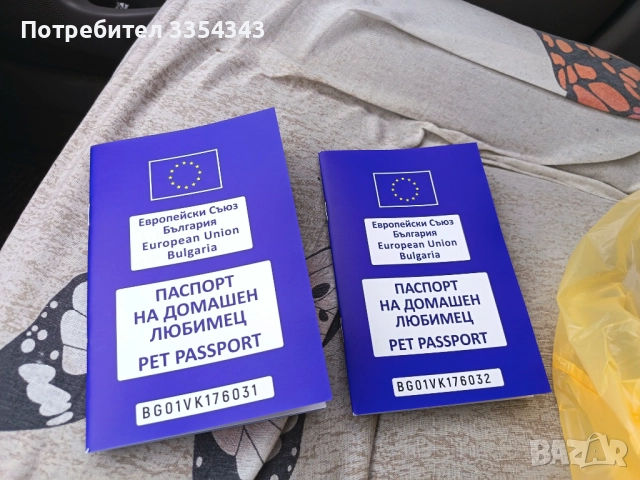 Чихо пинчери родени са 23.11.25, снимка 7 - Чихуахуа - 52791732
