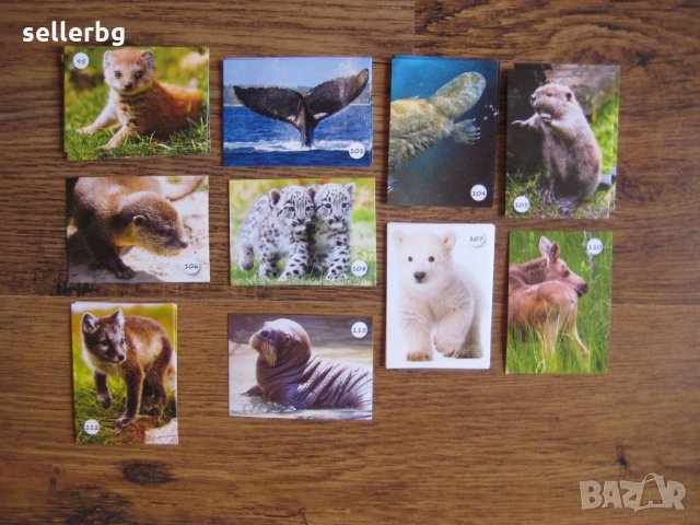 Картинки стикери лепенки Фантастико - Бебета животни, снимка 6 - Колекции - 31985620