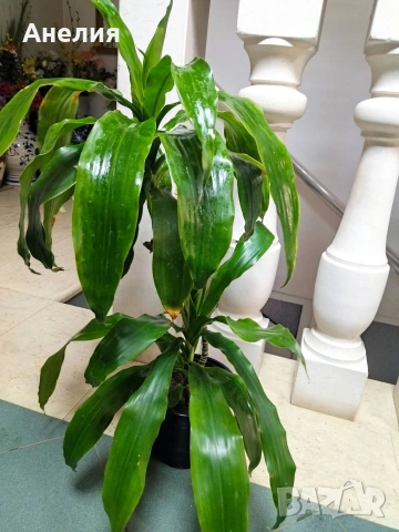 Драцена с големи лъскави листя