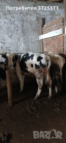 Продавам 2 бр телета , снимка 2 - Крави - 52905013