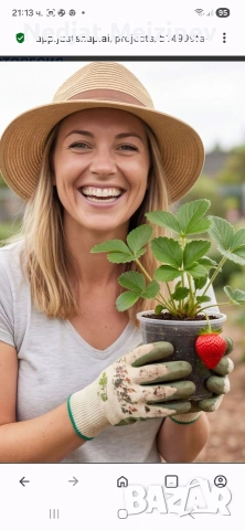 Ягоди в саксая, снимка 3 - Градински цветя и растения - 54190234