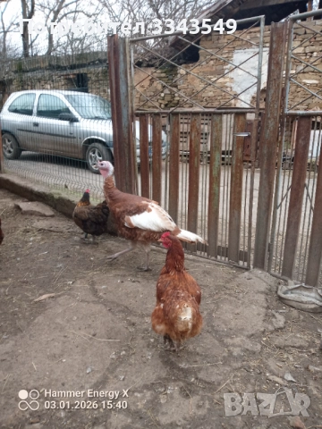 Продавам малки пуйчета