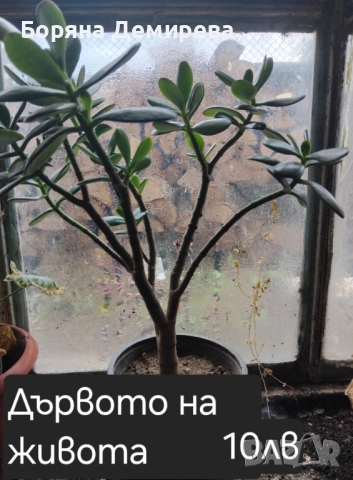 Моите цветя