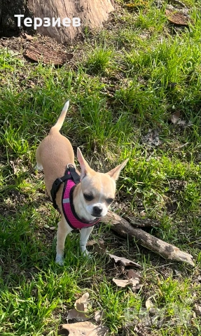 ПРОДАВАМ ЧИХУАХУА 