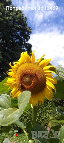 Градинар - Изграждане и Грижа за градината 