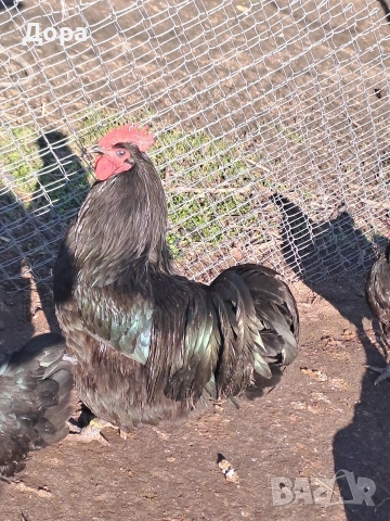 оплодени яйца от кокошки черен авсралорп , снимка 3 - Кокошки и пуйки - 52885276