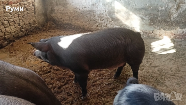 Продавам прасета за клане, снимка 2 - Прасета - 52802664