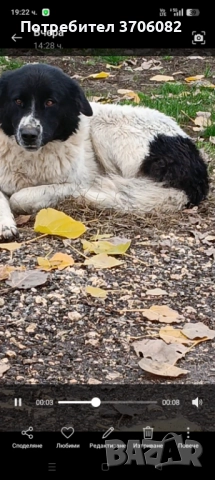 Продавам две мъжки каракачани на по година и половина стават за пазач , снимка 5 - Каракачанска овчарка - 52828382