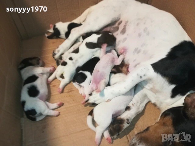 ДЖАК РЪСЕЛ-КУЧЕНЦА 2208250727, снимка 6 - Джак ръсел териер - 51449340