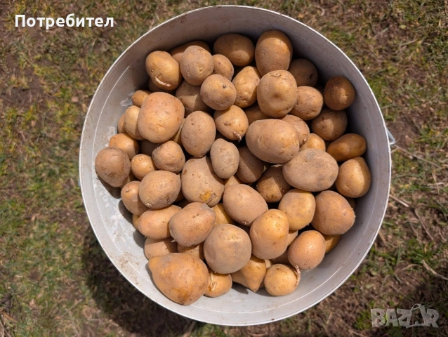 Картофи сорт Сорая, за консумация и семе, снимка 4 - Сортови семена и луковици - 54128977