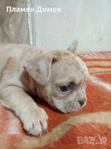 френски булдог 4 момчета и 2 момичета , снимка 17 - Френски булдог - 54026317