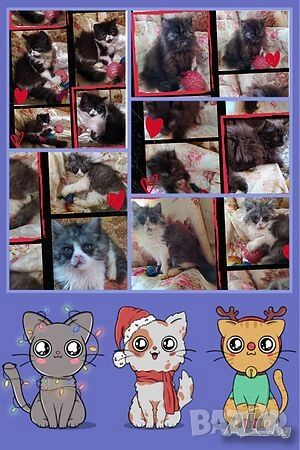  Ваксинирани персийски дългокосмести многоцветни котки,ЕС паспорт,микрочип домашни принцове любимци!, снимка 16 - Персийска - 37675567