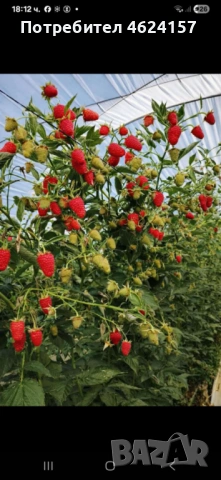 Продавам разсад ягоди, снимка 6 - Сортови семена и луковици - 54183157