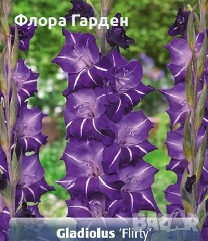 ГЛОКСИНИЯ и ГЛАДИОЛ - Грудки/ПРЕДВАРИТЕЛНИ ПОРЪЧКИ, снимка 15 - Сортови семена и луковици - 49236279