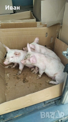 малки прасенца