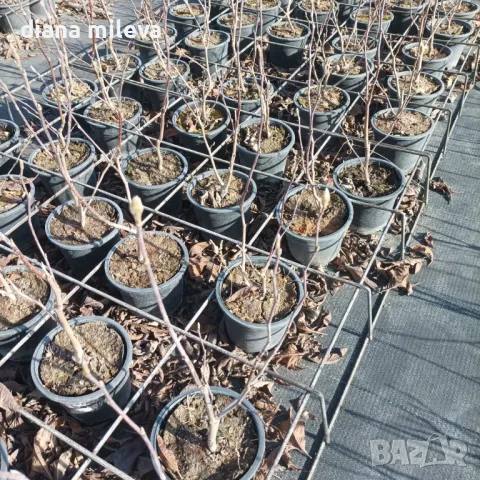 Магнолия Нигра, Magnolia ‘Nigra’, снимка 11 - Градински цветя и растения - 49260159