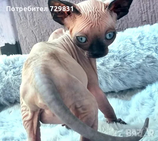 Канадски сфинкс, котенца