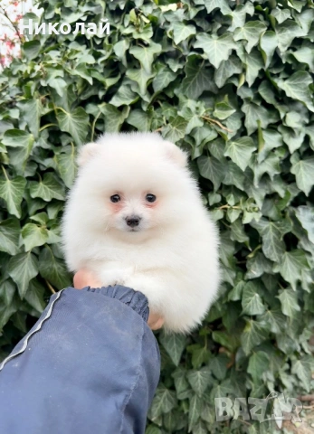 Померан мини момче. Померанче, снимка 4 - Померан - 53916476