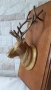 Месингова глава на елен с дървен постамент - 25/13см, снимка 7
