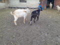 Продавам 2 козела, снимка 1 - Кози - 44536439