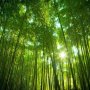 100 броя редки бамбукови семена зелен бамбук Moso-Bamboo мосо бамбо растение за декорация украса за , снимка 14
