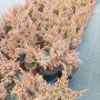 Juniperus Blue Swede, Хвойна Блу Швет, снимка 2