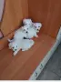 Малтийски болонки , снимка 1