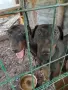  Сръбски ягдтериери, снимка 3