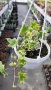 Кошница с Бръшлян, Hedera Helix Yellow Ripple, снимка 4