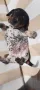 Мини дакел( пиебалд бриндъл), снимка 7