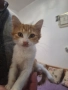 Подарявам котенца , снимка 4