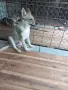 Чехословашки вълчак, снимка 9